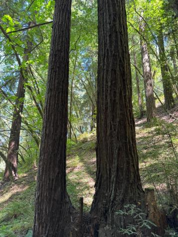 8781 Martinelli Road Forestville CA 95436