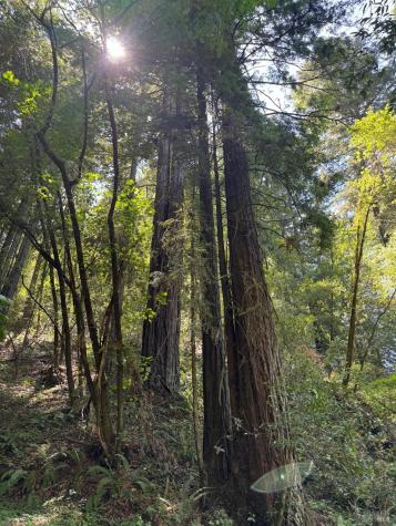 8781 Martinelli Road Forestville CA 95436