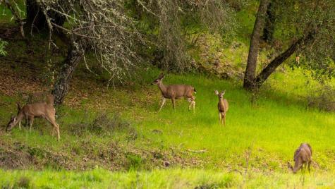 812 Leslie Creek Lane Santa Rosa CA 95404