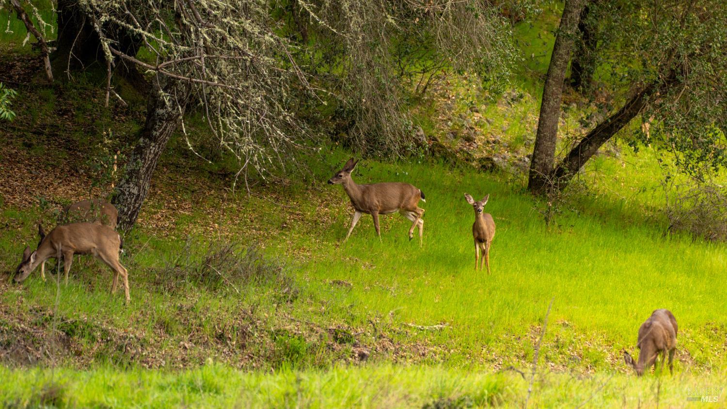 812 Leslie Creek Lane Santa Rosa CA 95404