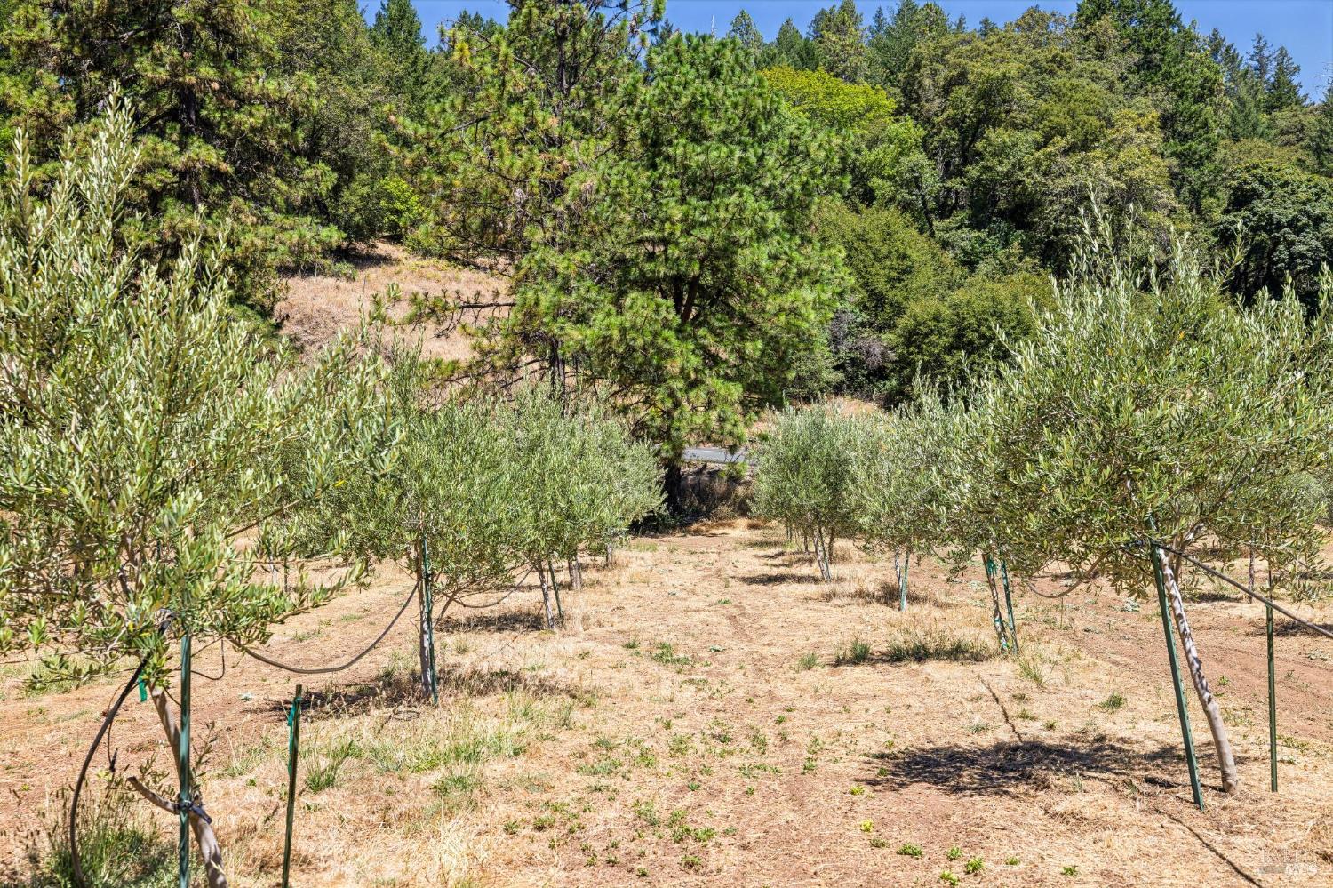 4627 Lake County Highway Calistoga CA 94515
