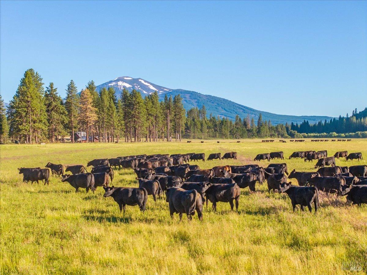 22766 Black Ranch Road Burney CA 96013