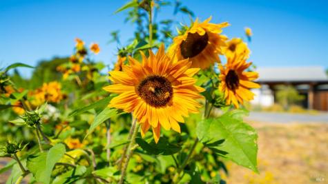 2183 Live Oak Farm Lane Petaluma CA 94952