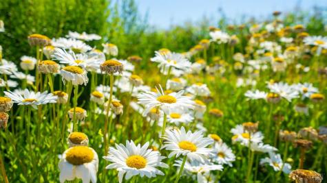 2183 Live Oak Farm Lane Petaluma CA 94952