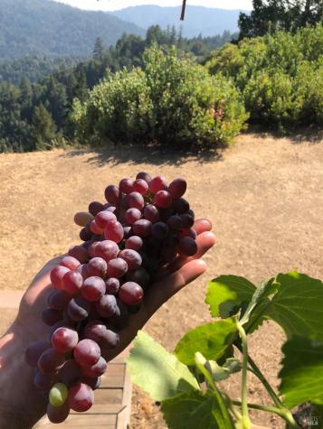 19801 Kelly Road Geyserville CA 95441