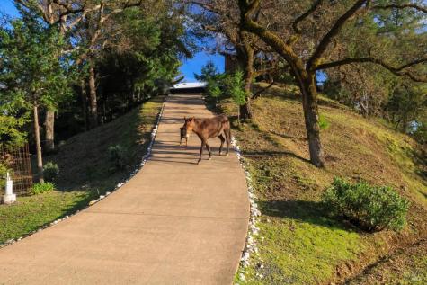 19801 Kelly Road Geyserville CA 95441