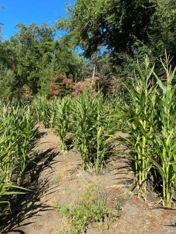 19801 Kelly Road Geyserville CA 95441