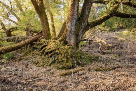 19801 Kelly Road Geyserville CA 95441