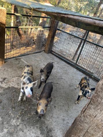 19801 Kelly Road Geyserville CA 95441