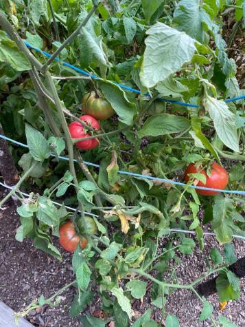 19801 Kelly Road Geyserville CA 95441