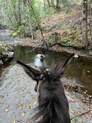 19801 Kelly Road Geyserville CA 95441