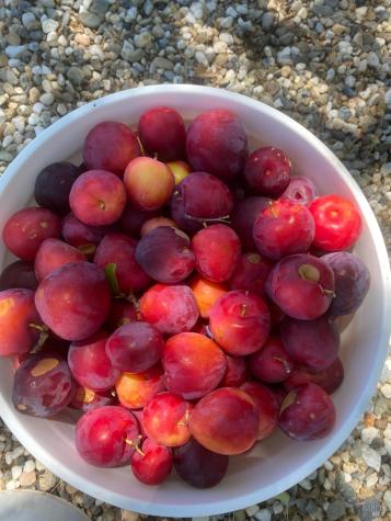 19801 Kelly Road Geyserville CA 95441