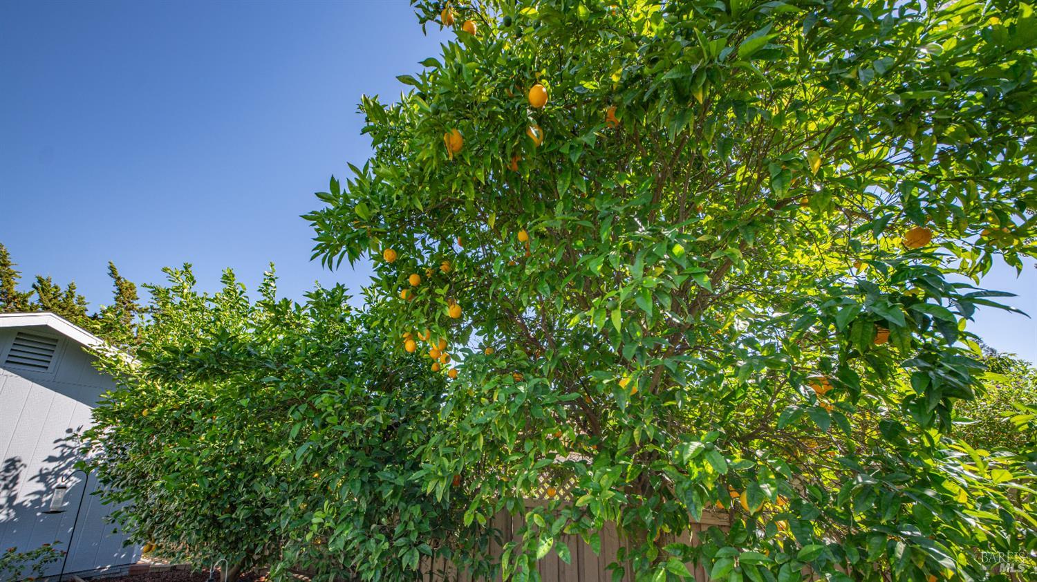 445 Calmace Drive Dixon CA 95620