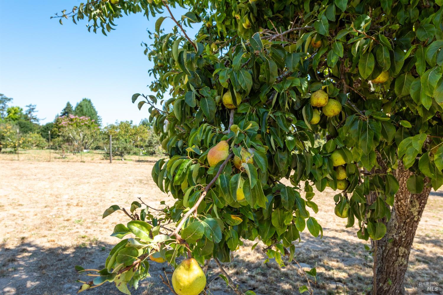 5140 Blank Road Sebastopol CA 95472