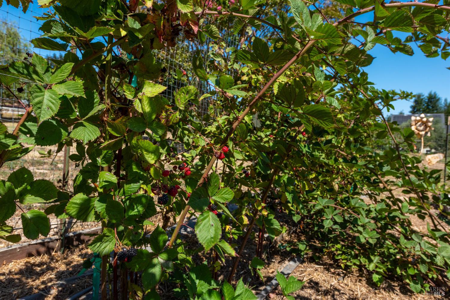 5140 Blank Road Sebastopol CA 95472