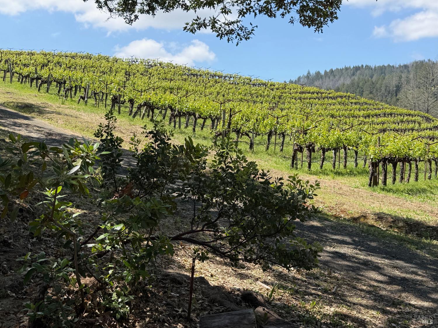 1312 Summit Drive Calistoga CA 94515