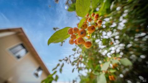 360 Raven Court Healdsburg CA 95448