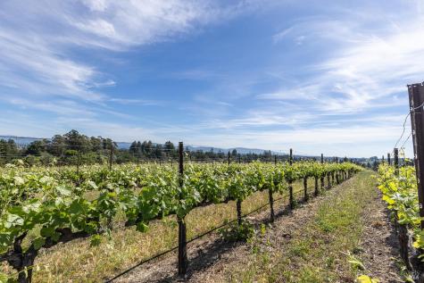 1365 Grandview Road Sebastopol CA 95472