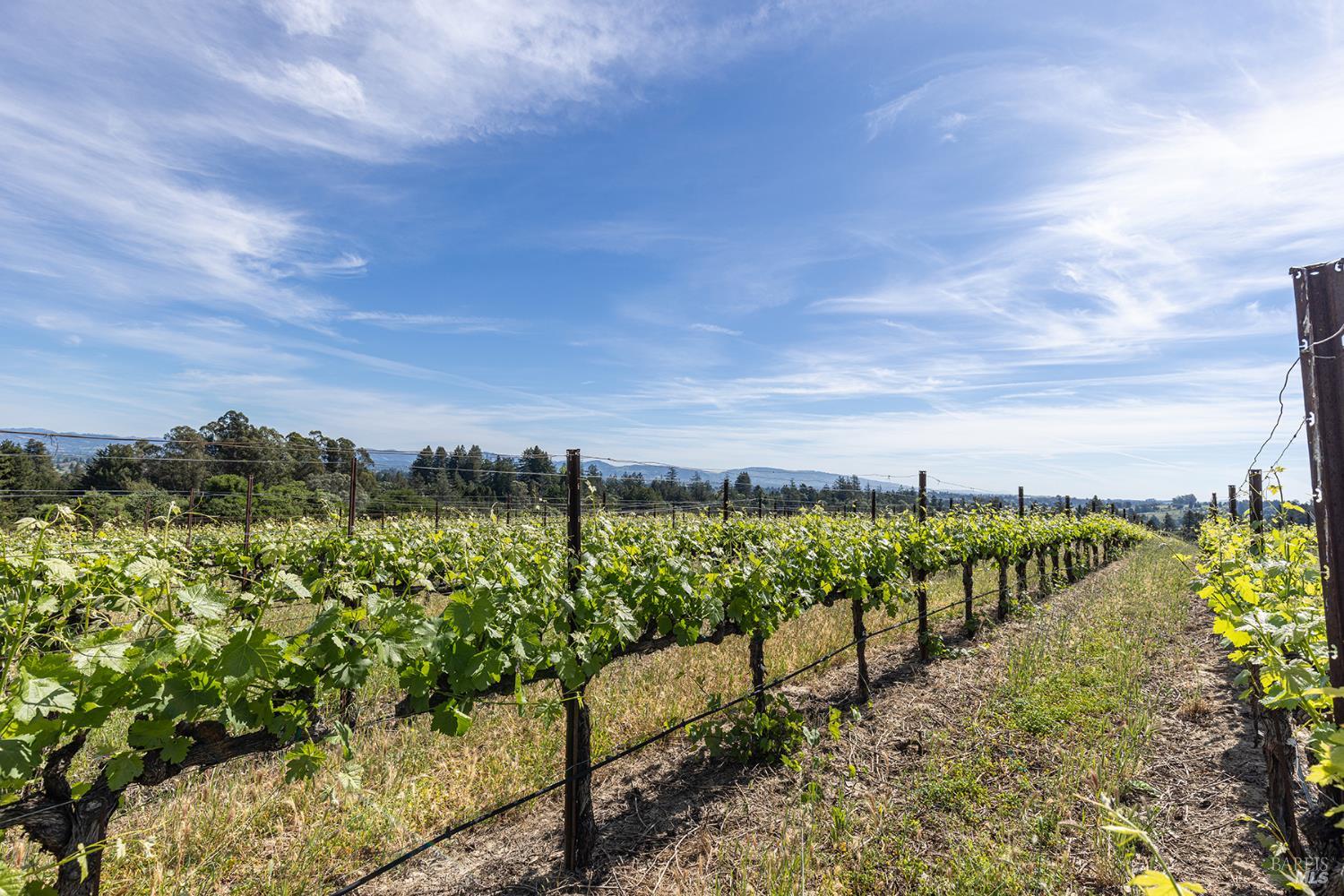1365 Grandview Road Sebastopol CA 95472