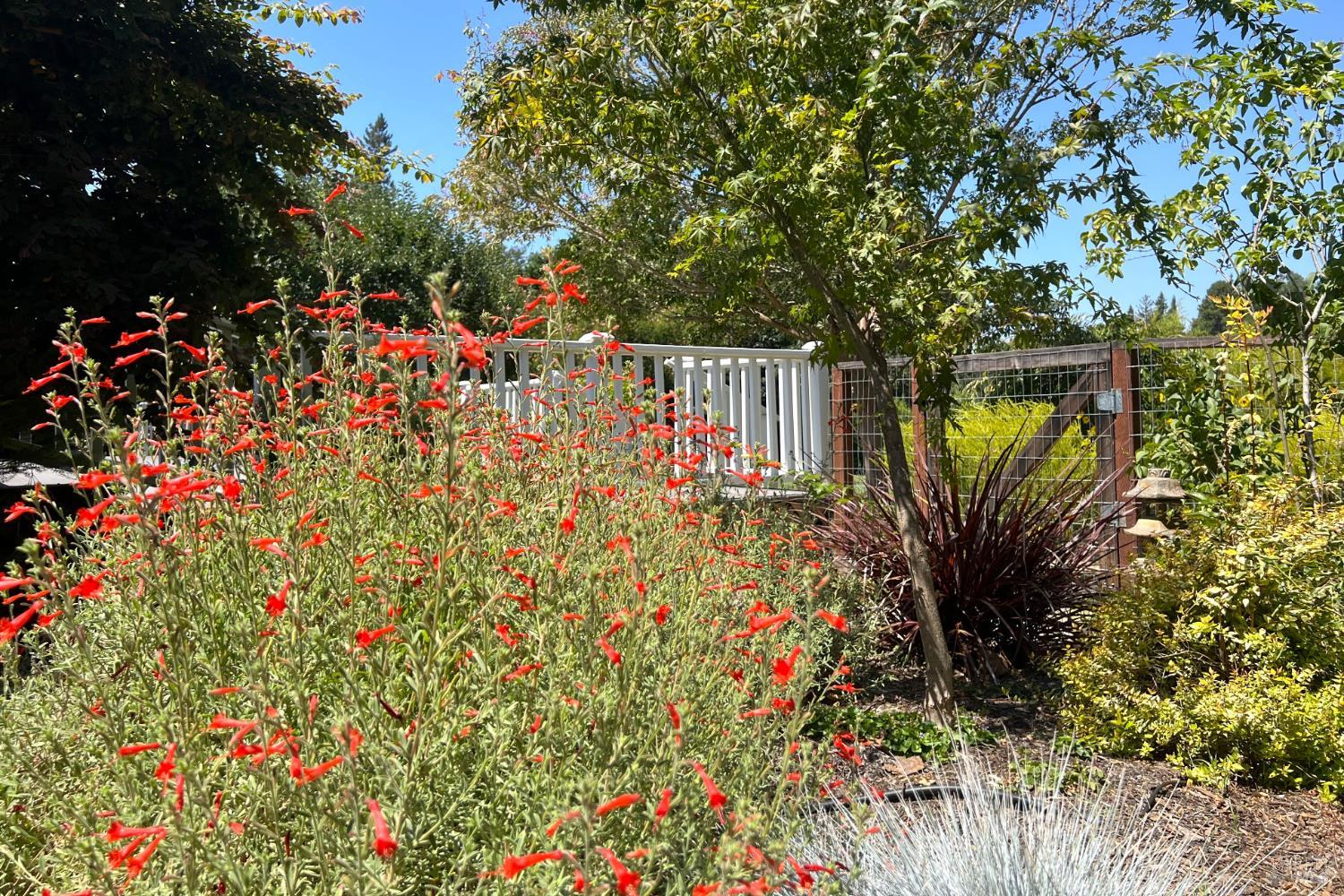 8245 Candy Apple Lane Sebastopol CA 95472