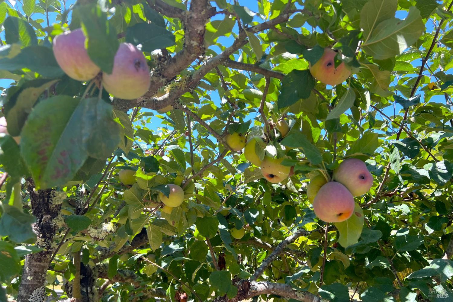 8245 Candy Apple Lane Sebastopol CA 95472
