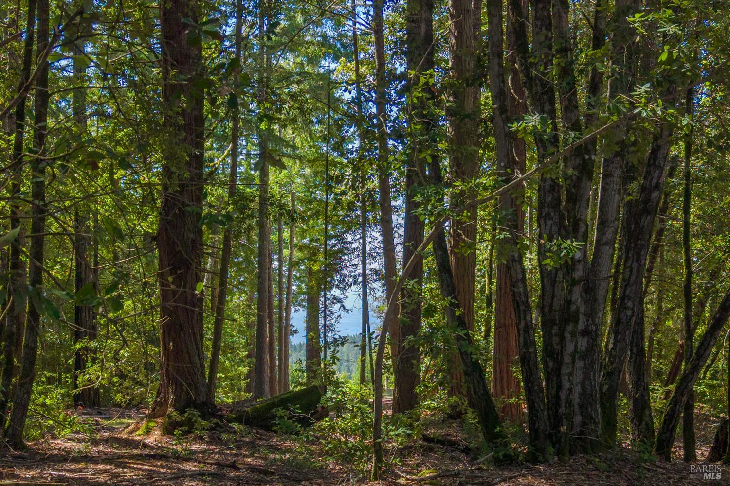 31459 Seaview Road Cazadero CA 95421