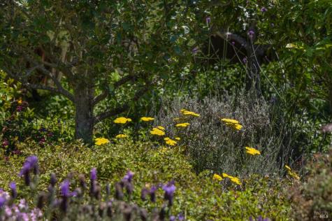 385 Cedar Road Bolinas CA 94924