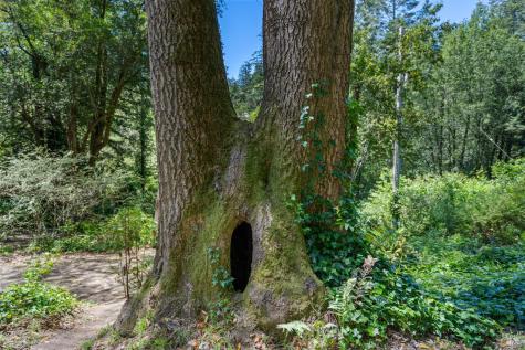805 Wagnon Road Sebastopol CA 95472