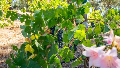 1240 Alexander Valley Road Healdsburg CA 95448