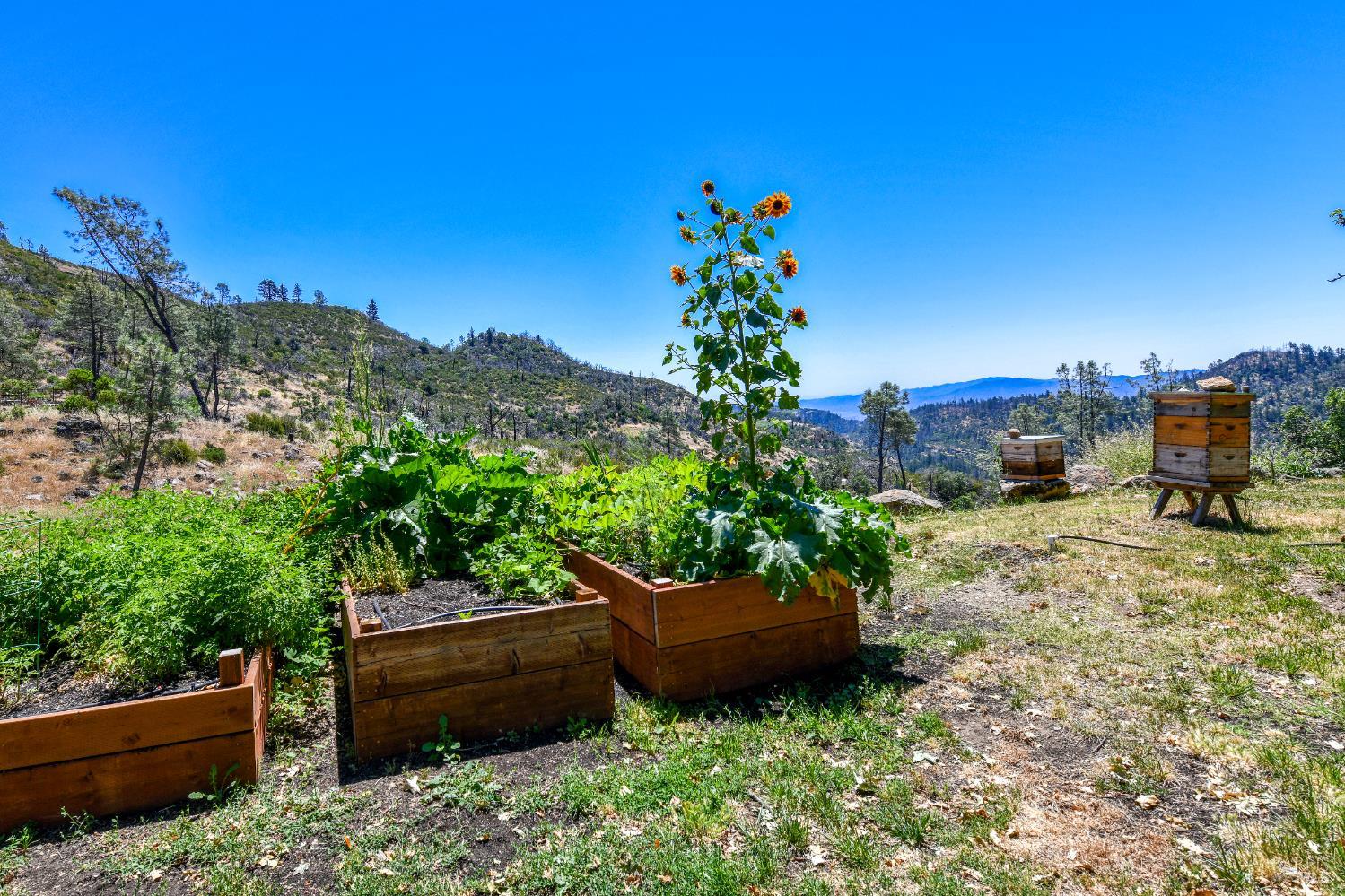 3335 Friesen Drive Angwin CA 94508