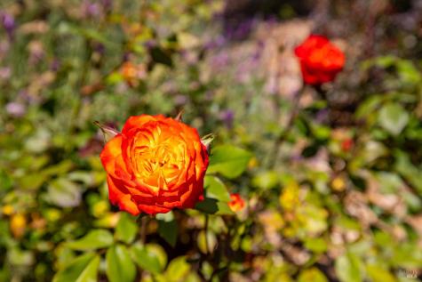 317 Miramonte Place Santa Rosa CA 95409