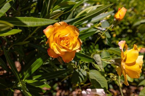 317 Miramonte Place Santa Rosa CA 95409