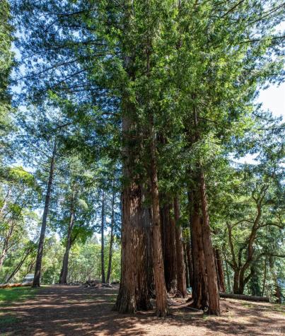 18900 Armstrong Woods Road Guerneville CA 95446