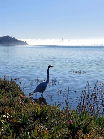 90 Lyford Drive Tiburon CA 94920