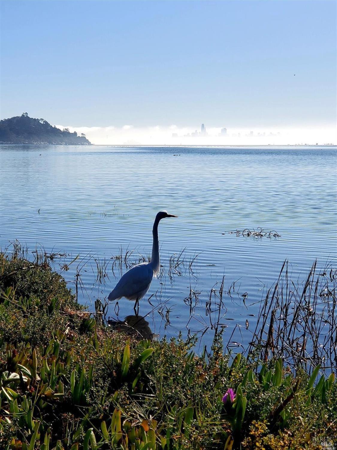 90 Lyford Drive Tiburon CA 94920