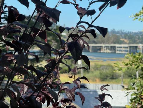 270 Shoreline Highway Mill Valley CA 94941