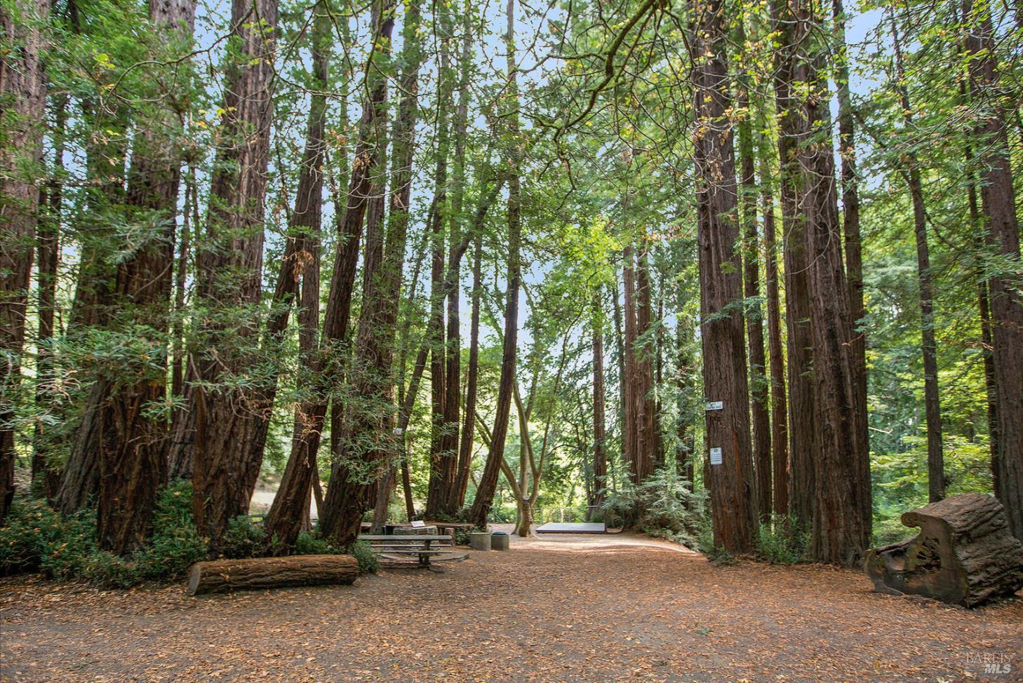 162 Throckmorton Avenue Mill Valley CA 94941