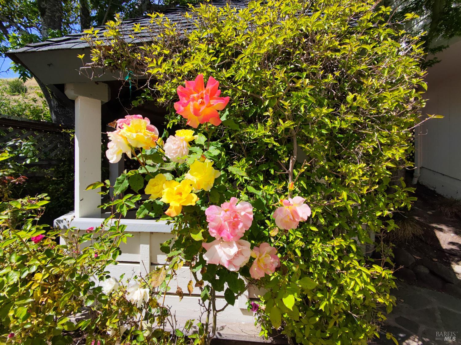 12 Greenfield Court Mill Valley CA 94941