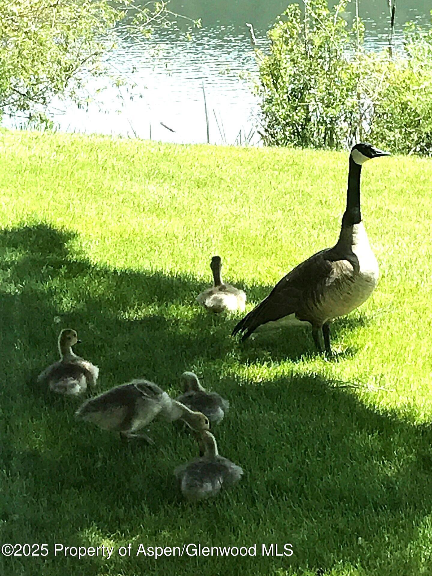 14913 Highway 82 Carbondale CO 81623