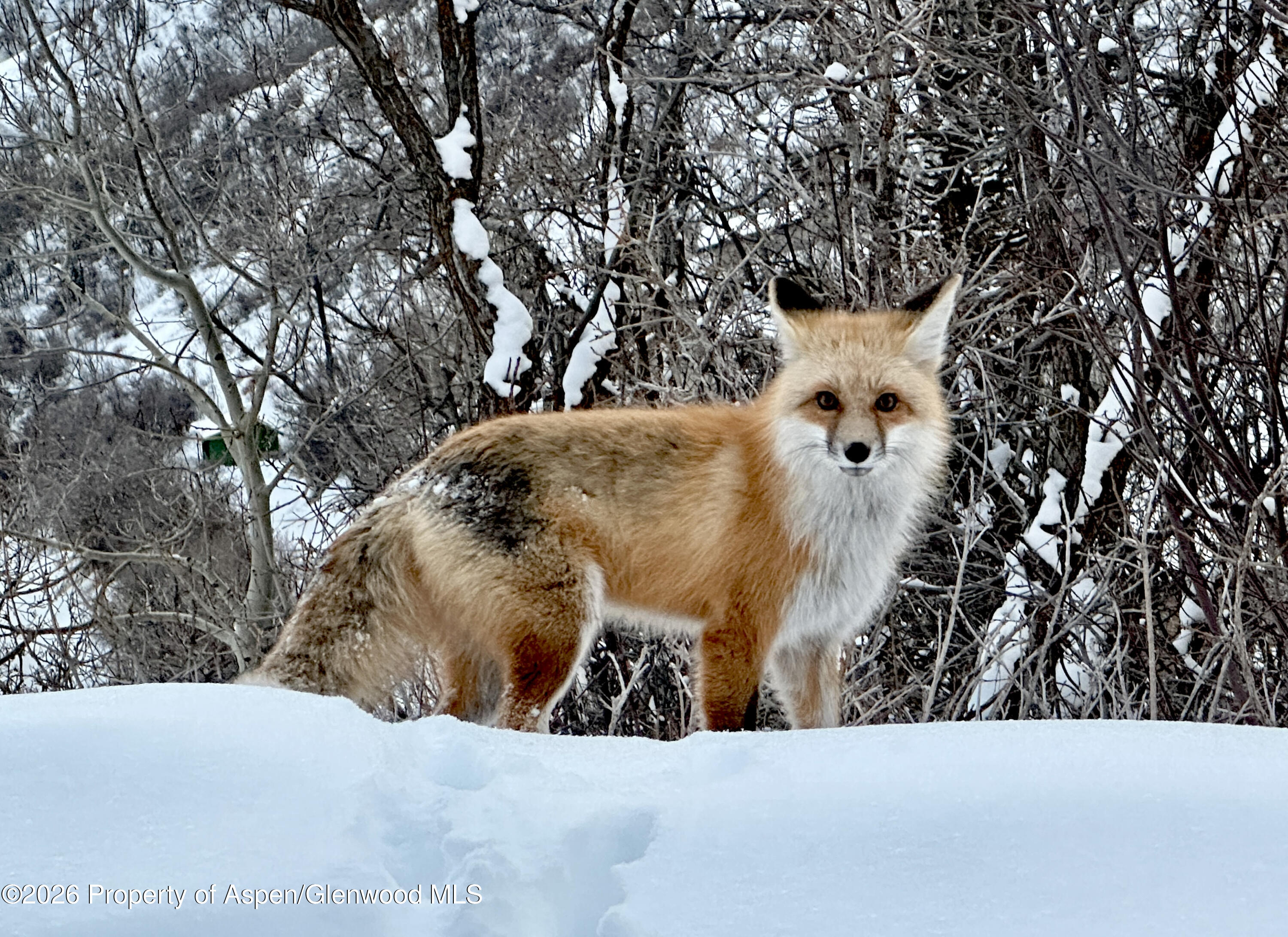 304 Waterview Drive Snowmass CO 81654