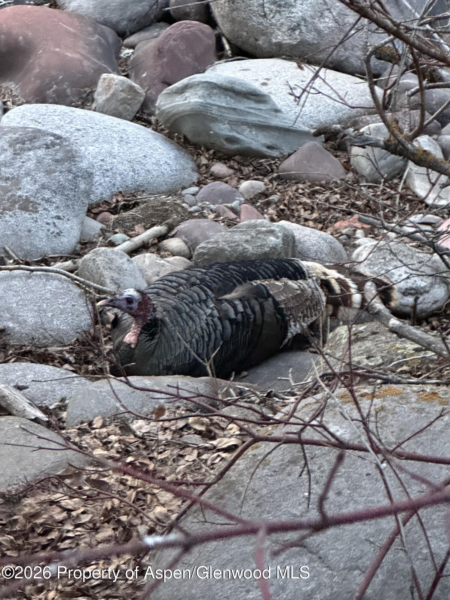 304 Waterview Drive Snowmass CO 81654