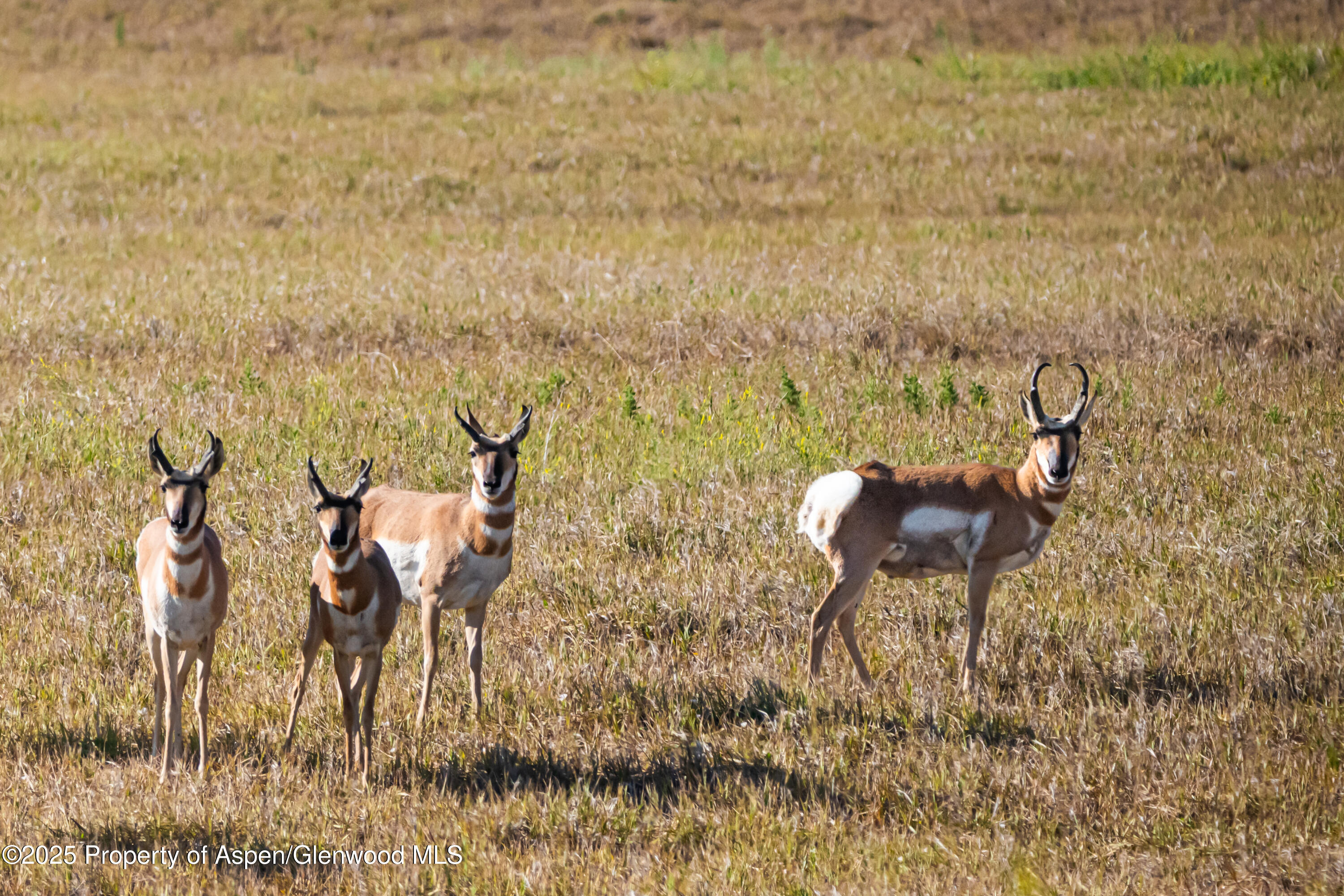 Tbd Cr 29 Craig CO 81625