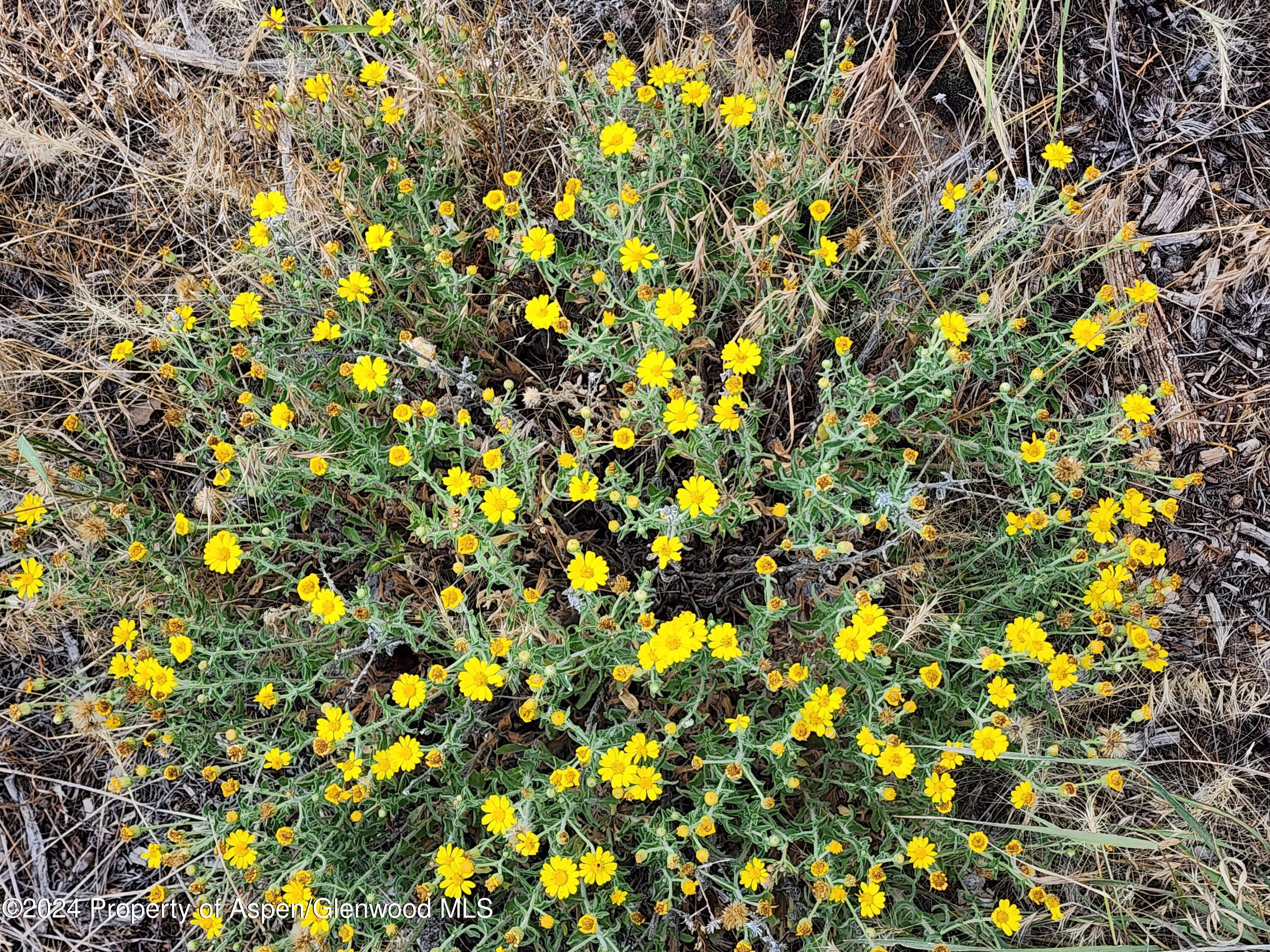 3292 Elk Springs Drive Glenwood Springs CO 81601