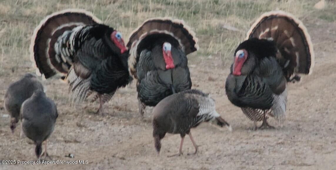 929 County Road 215 Parachute CO 81635