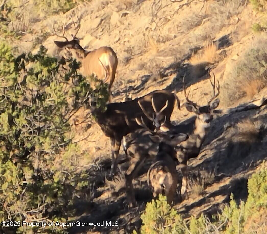 929 County Road 215 Parachute CO 81635