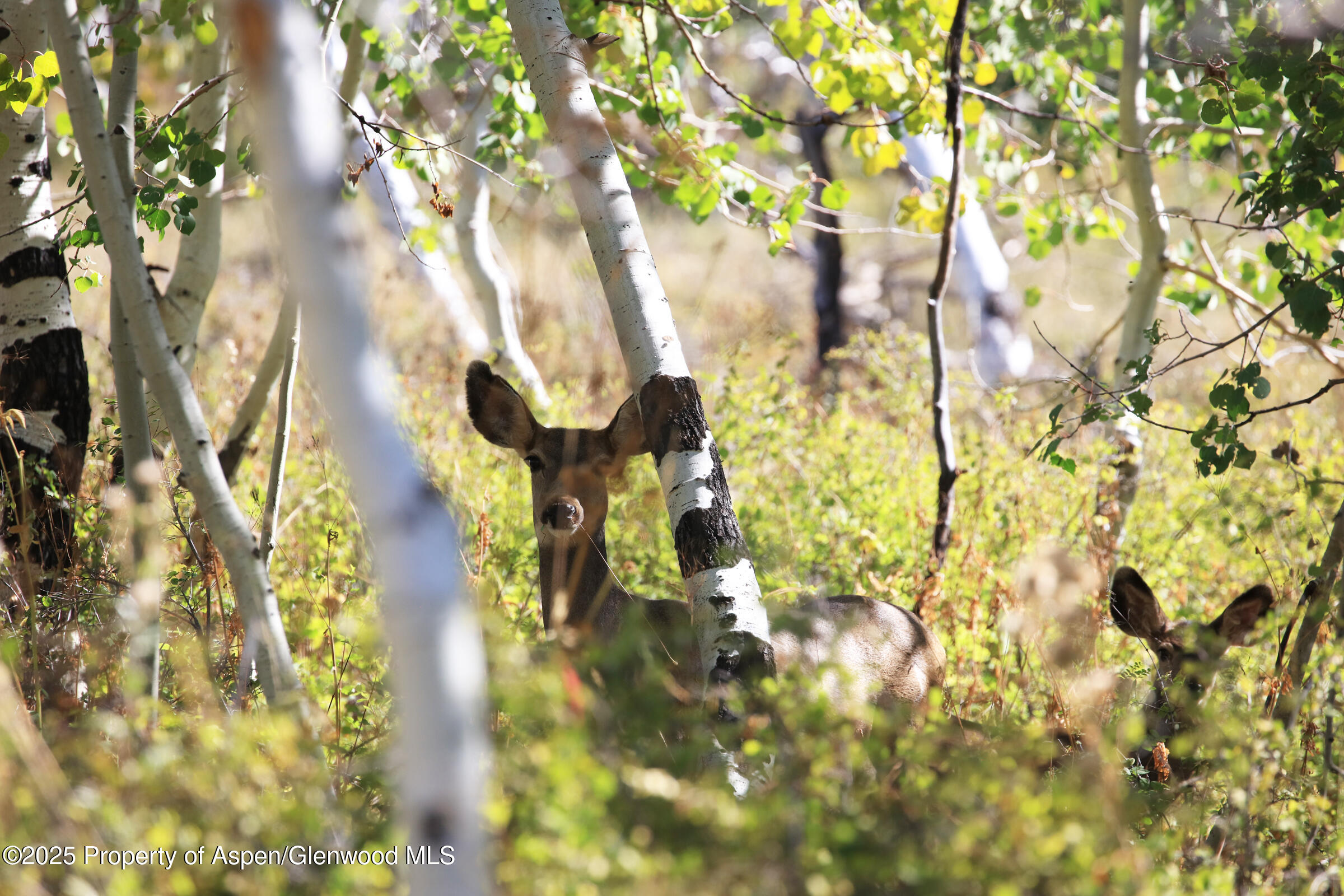 Tbd Divide Road Whitewater CO 81527