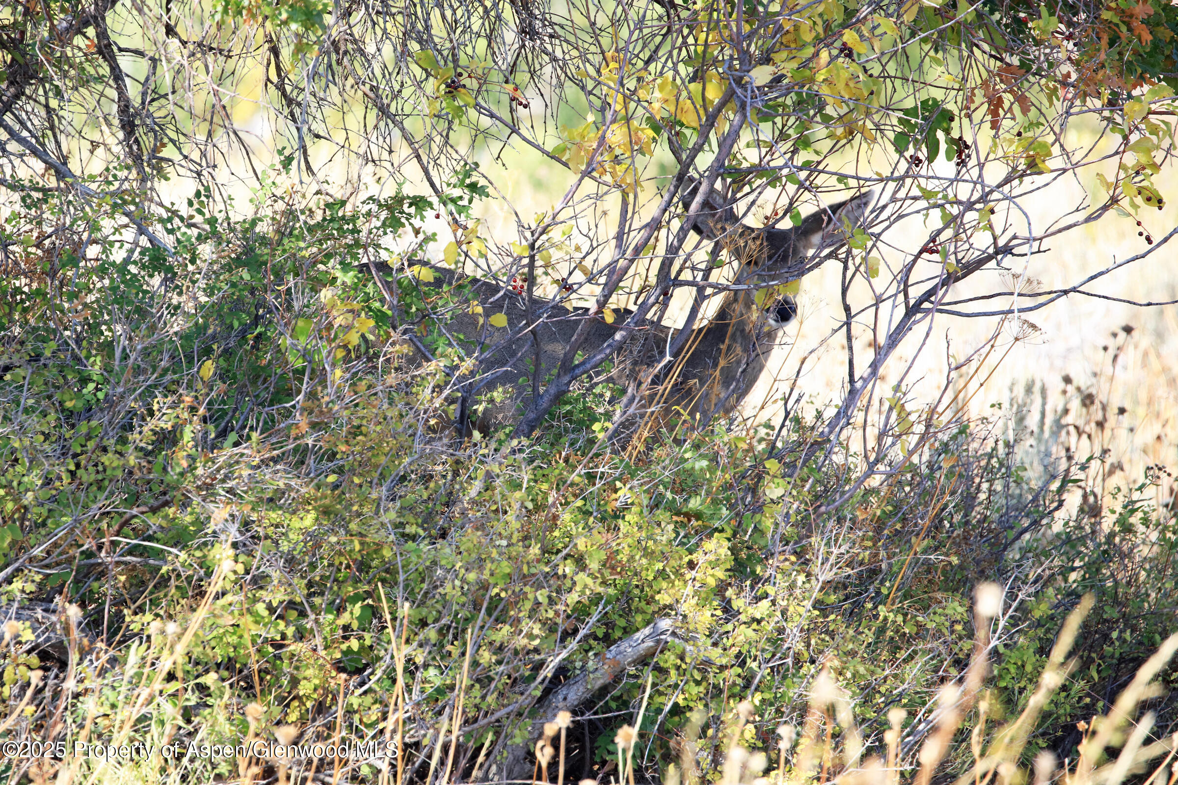 Tbd Divide Road Whitewater CO 81527