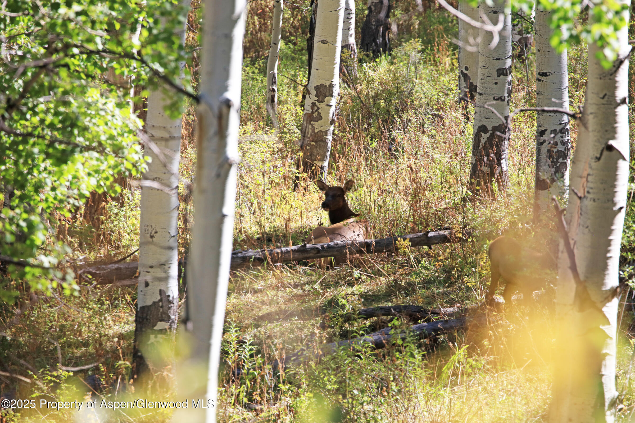 Tbd Divide Road Whitewater CO 81527