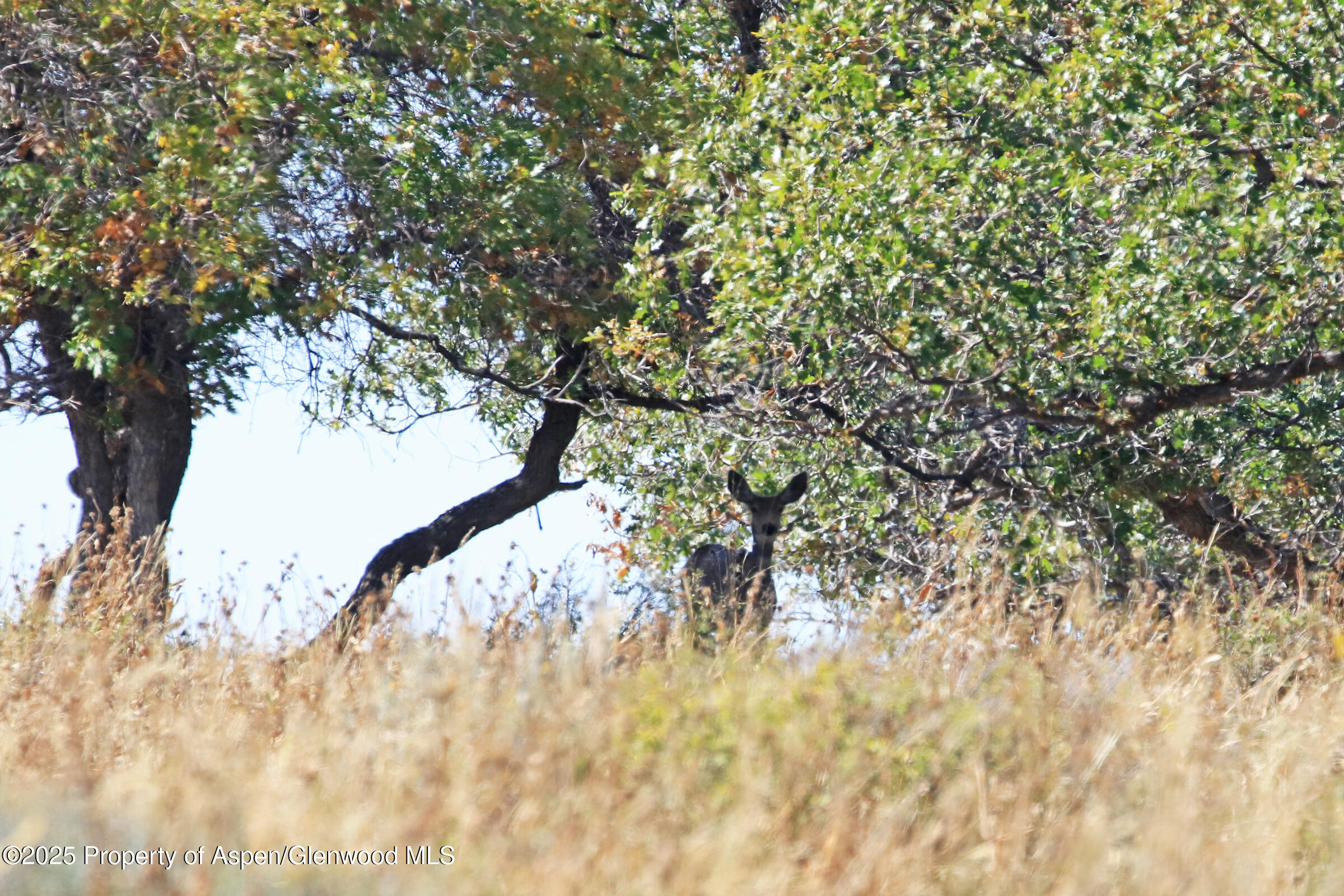 Tbd Divide Road Whitewater CO 81527