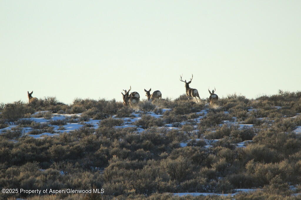 Tbd County Road 53 Maybell CO 81640
